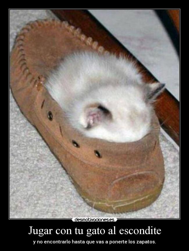 Jugar con tu gato al escondite - 