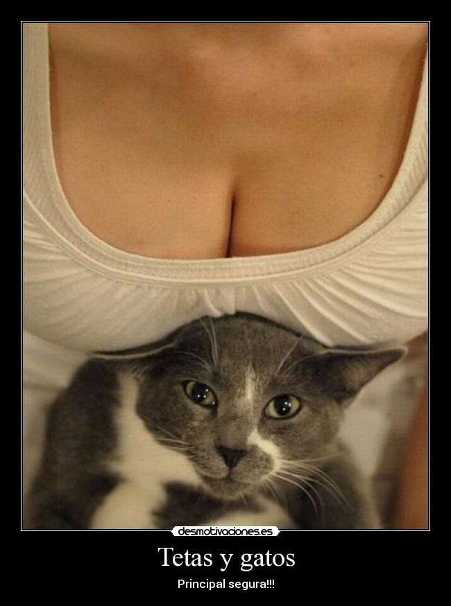 Tetas y gatos - Principal segura!!!