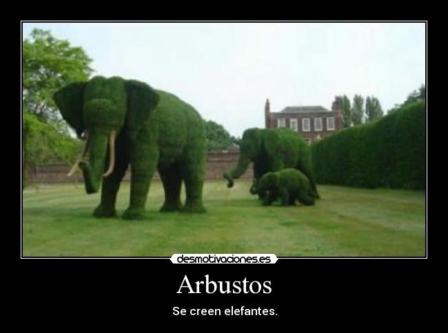 Arbustos - Se creen elefantes.