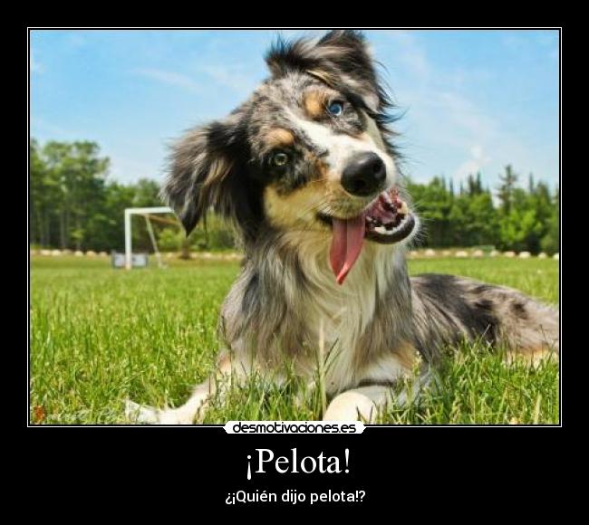 ¡Pelota! - ¿¡Quién dijo pelota!?