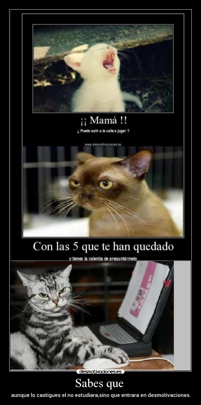carteles desmotivaciones gatos notas suspensos salir mama castigos estudiar asignaturas suspensas jugar calle desmotivaciones