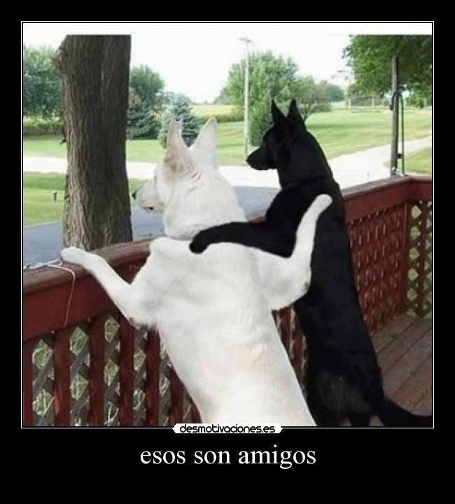 esos son amigos -