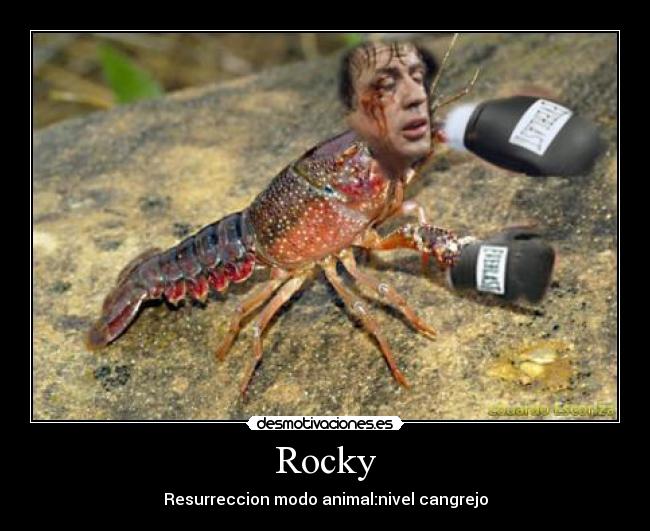 Rocky -