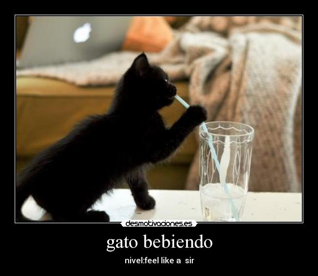 gato bebiendo - nivel:feel like a  sir