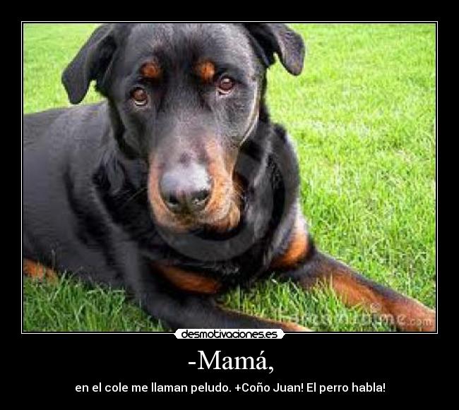 -Mamá, - en el cole me llaman peludo. +Coño Juan! El perro habla!