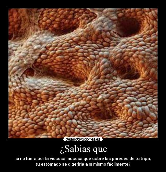 ¿Sabias que - si no fuera por la viscosa mucosa que cubre las paredes de tu tripa,
tu estómago se digeriría a sí mismo fácilmente?