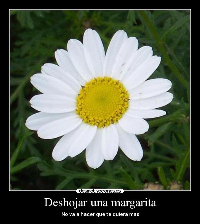 Deshojar una margarita -