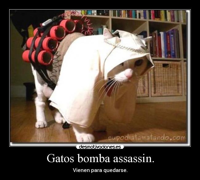 carteles gatos lol definicion grafica descripcion inmemoriales sexo tetas desmotiva motiva sabias que chuck desmotivaciones