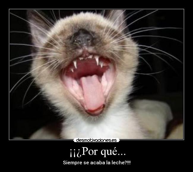 ¡¡¿Por qué... - 