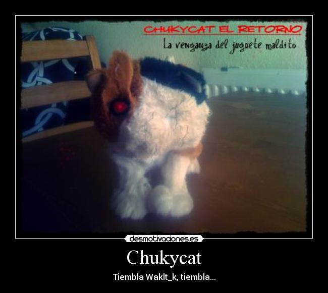 Chukycat -
