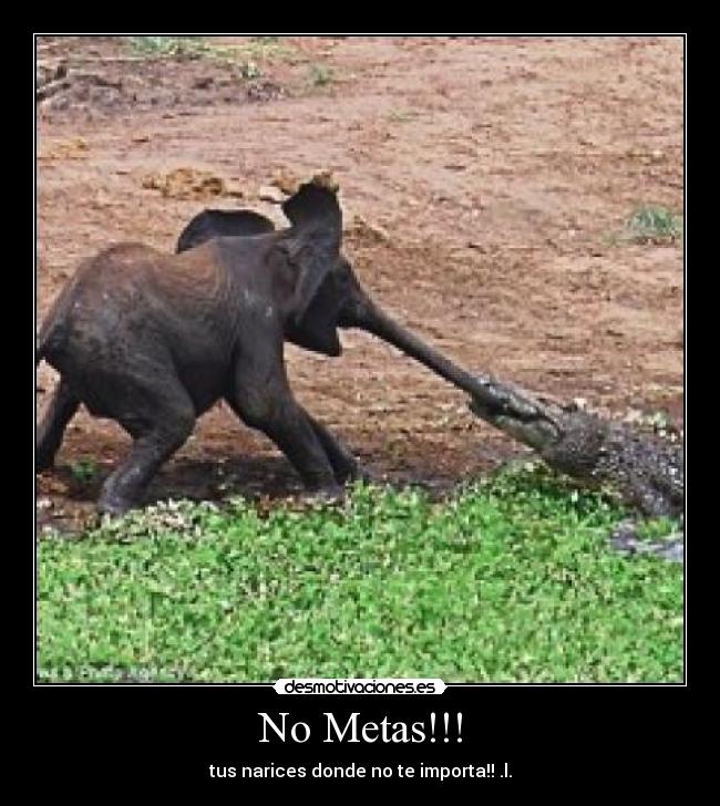 No Metas!!! - tus narices donde no te importa!! .l.