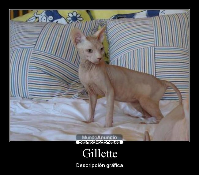 Gillette - Descripción gráfica