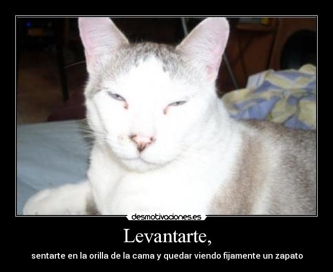 carteles gatoslevantarte zapato orilla cama desmotivaciones