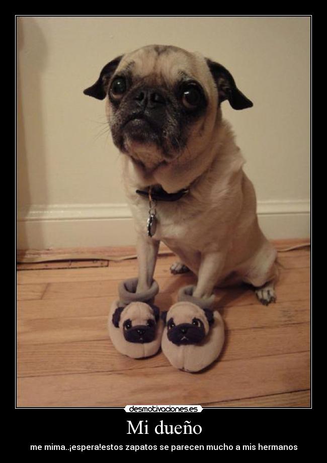 carteles perro desmotivaciones