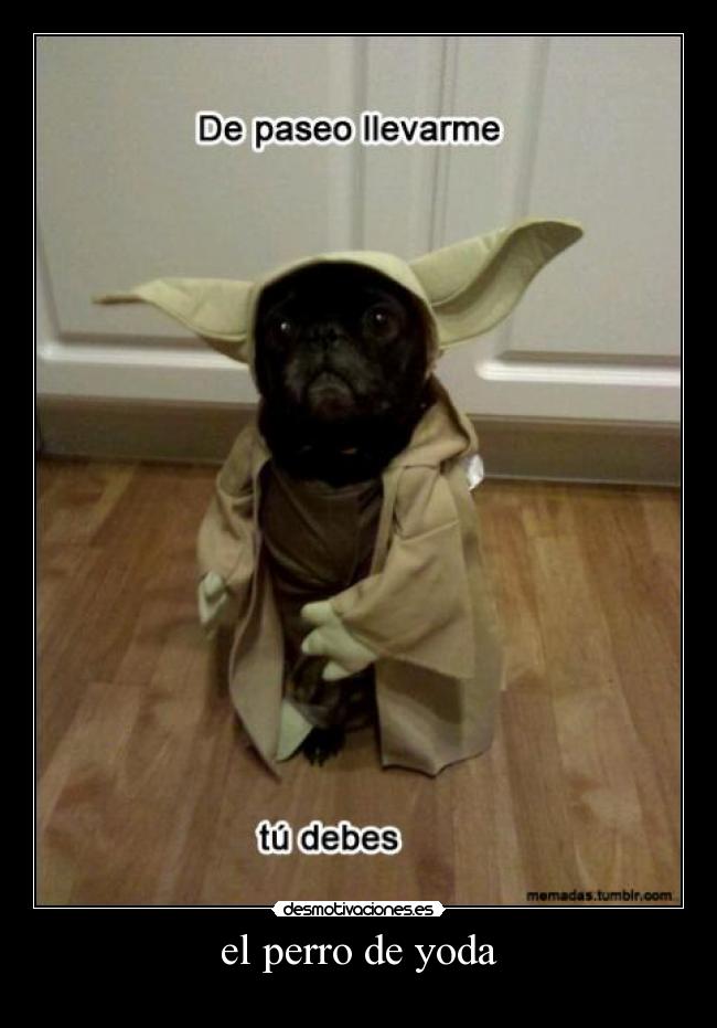el perro de yoda -
