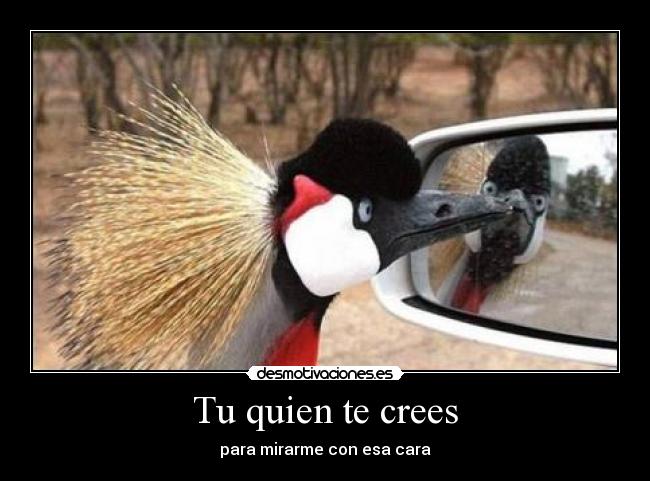 Tu quien te crees -