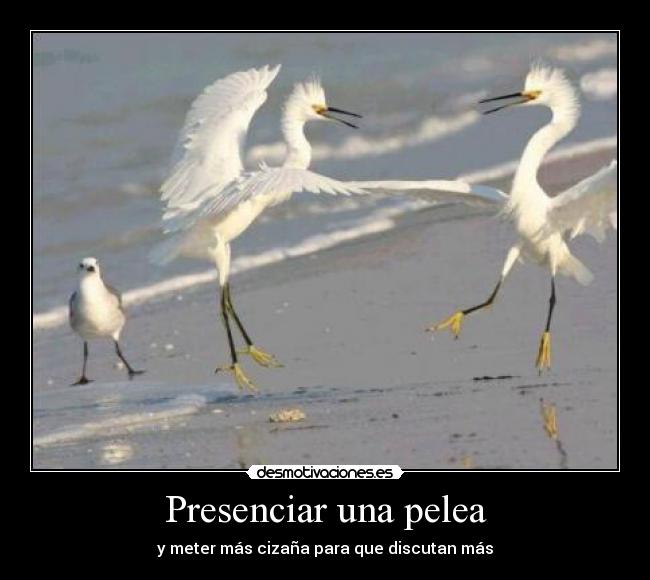 Presenciar una pelea - 