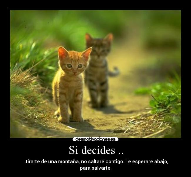 carteles gatitos amigos amistad amor desmotivaciones