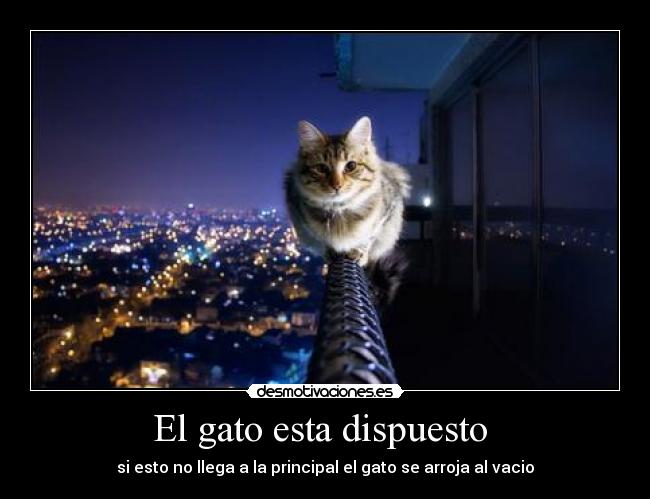 El gato esta dispuesto  - si esto no llega a la principal el gato se arroja al vacio