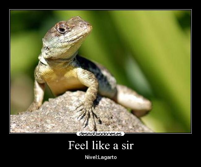 Feel like a sir -