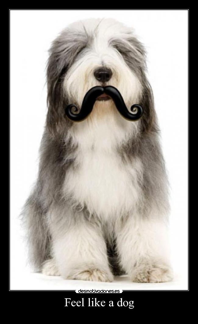 Feel like a dog - 
