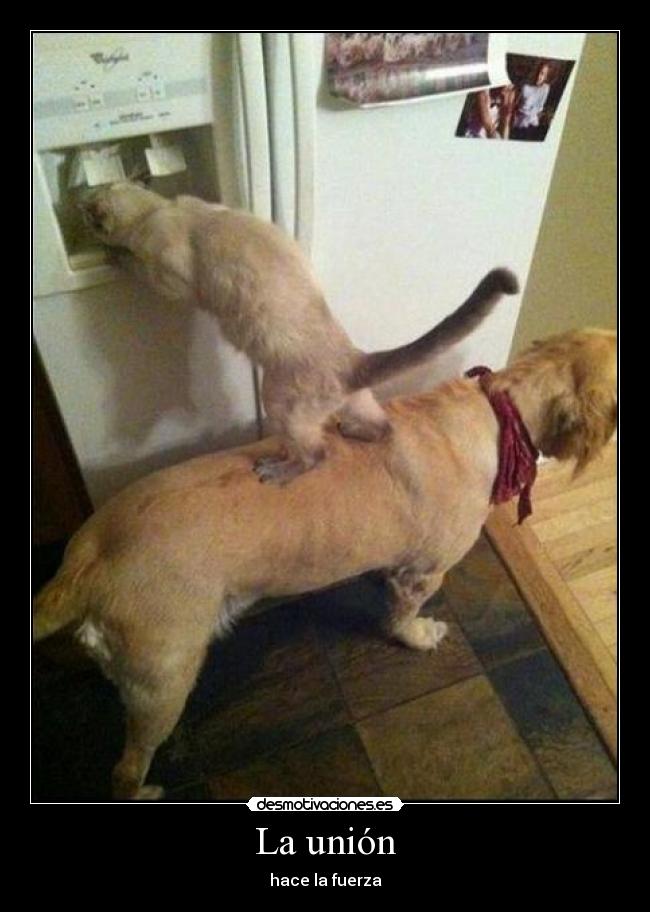 La unión - hace la fuerza