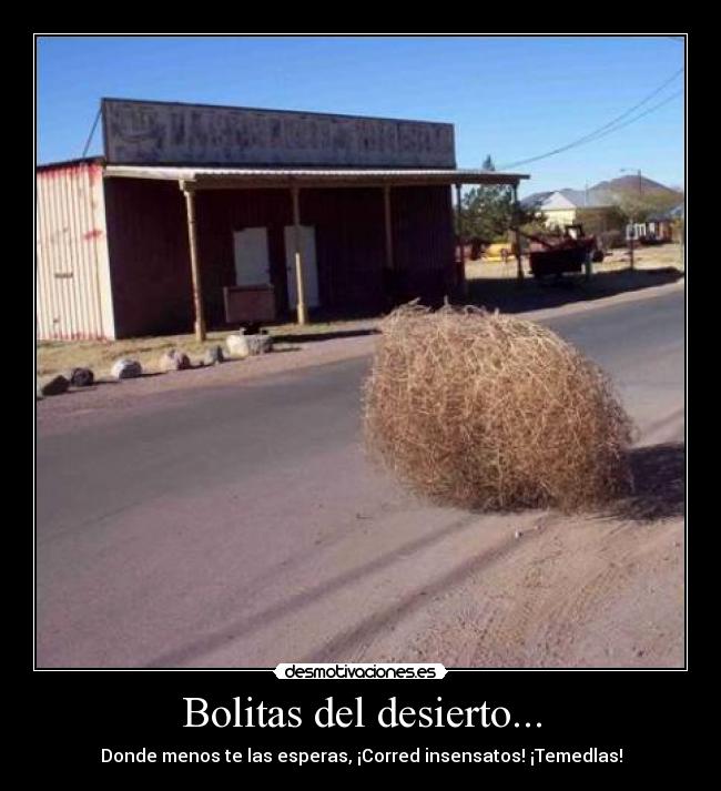 Bolitas del desierto... - 