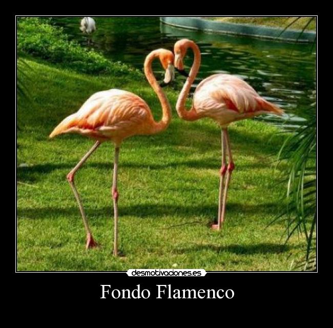 Fondo Flamenco -