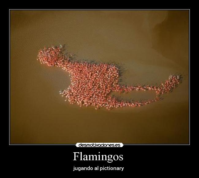 Flamingos -