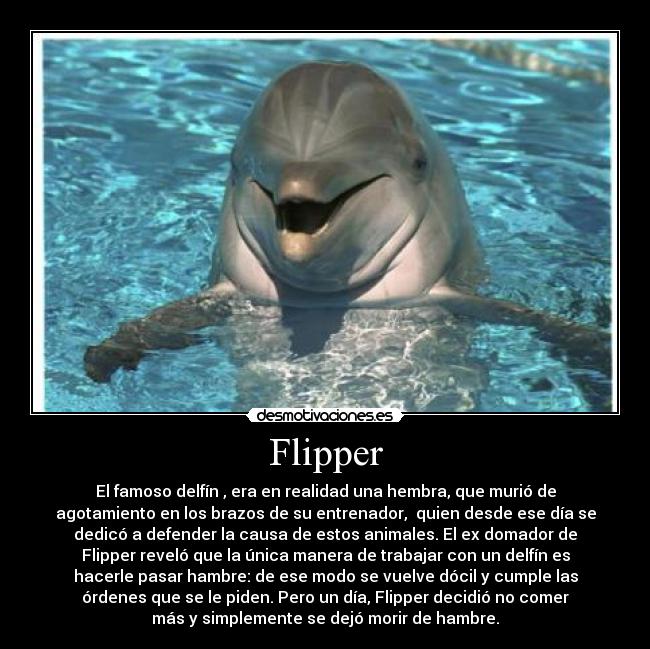 Flipper - El famoso delfín , era en realidad una hembra, que murió de
agotamiento en los brazos de su entrenador, quien desde ese día se
dedicó a defender la causa de estos animales. El ex domador de
Flipper reveló que la única manera de trabajar con un delfín es
hacerle pasar hambre: de ese modo se vuelve dócil y cumple las
órdenes que se le piden. Pero un día, Flipper decidió no comer
más y simplemente se dejó morir de hambre.