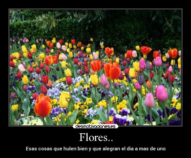 Flores.. - Esas cosas que hulen bien y que alegran el dia a mas de uno