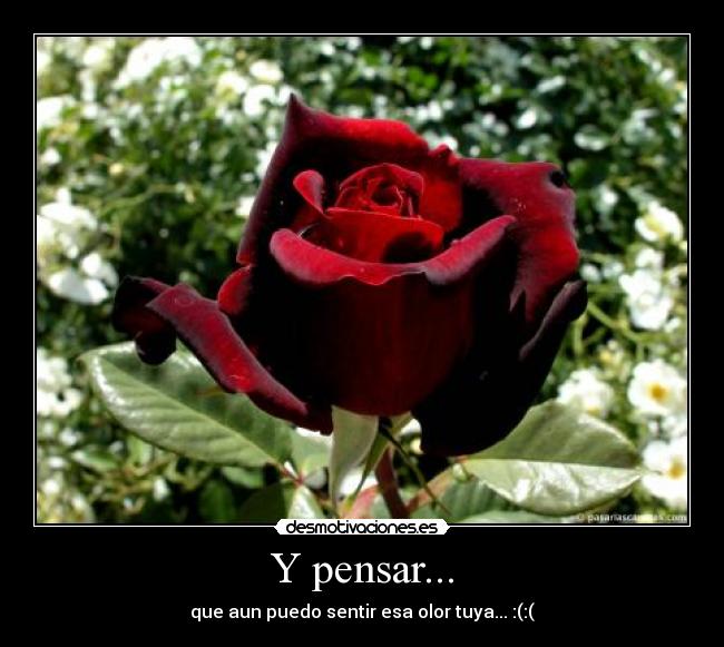 carteles olooor desmotivaciones