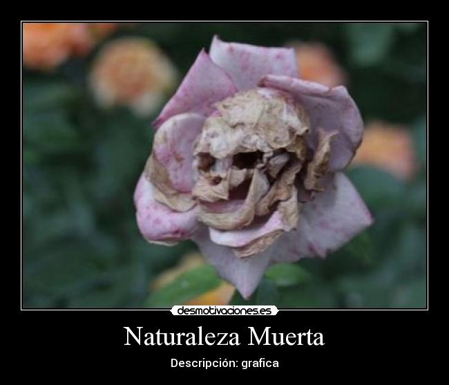 Naturaleza Muerta - 