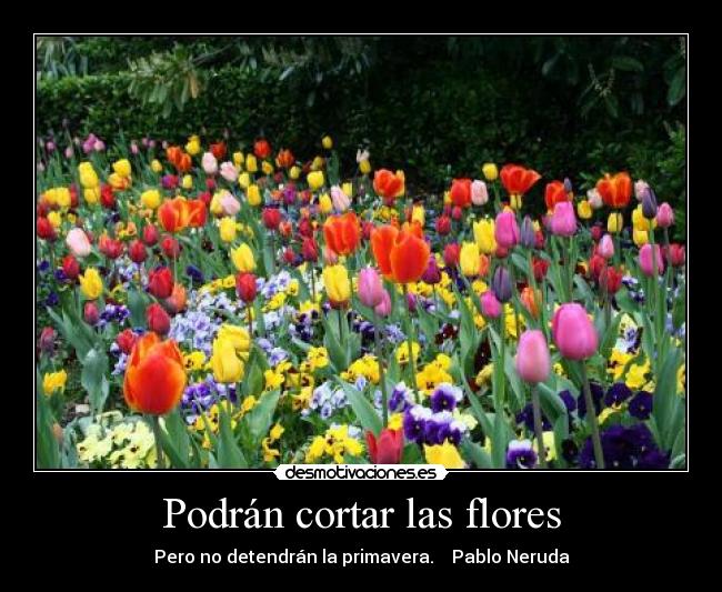 Podrán cortar las flores -
