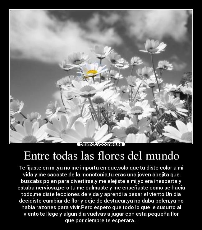 Entre todas las flores del mundo -
