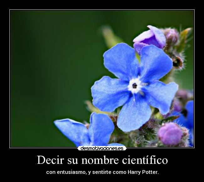 carteles flor-mago-feel-like-cientifico-harry potter desmotivaciones