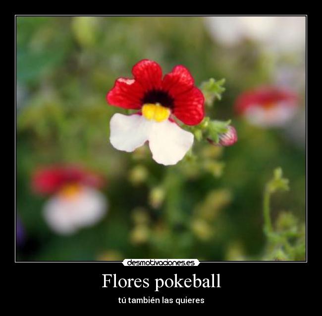Flores pokeball -
