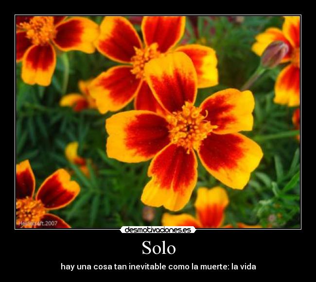 Solo - 
