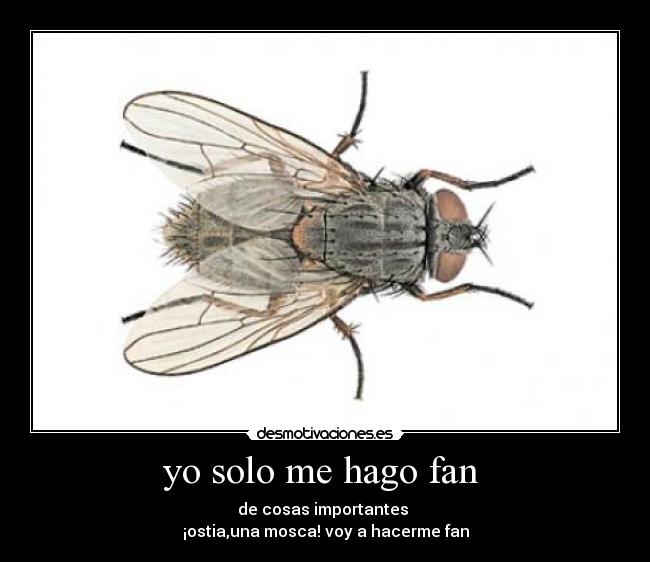 yo solo me hago fan - de cosas importantes
¡ostia,una mosca! voy a hacerme fan