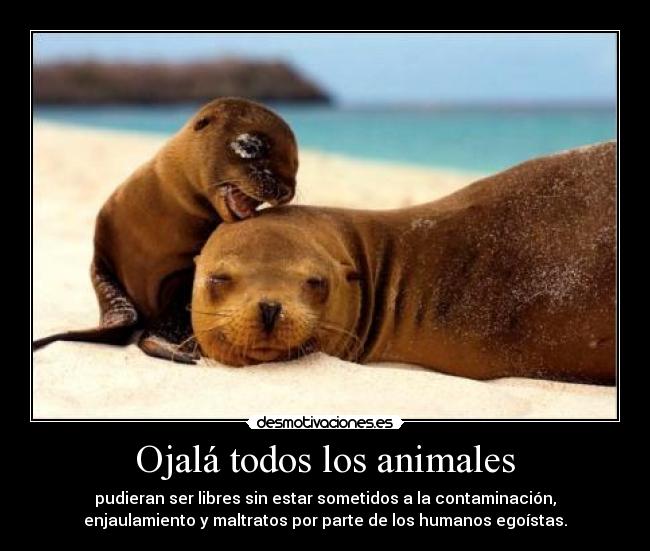 carteles animales animales desmotivaciones