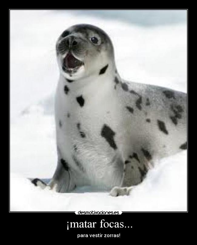 ¡matar focas... - para vestir zorras!