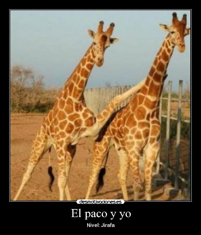 El paco y yo - Nivel: Jirafa