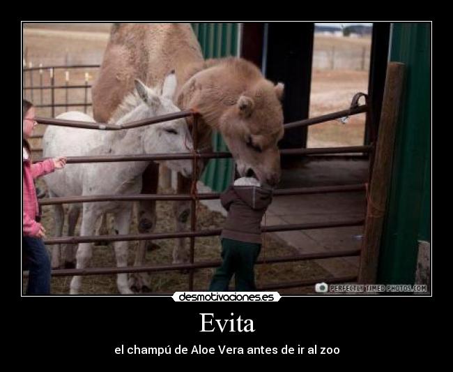Evita - el champú de Aloe Vera antes de ir al zoo