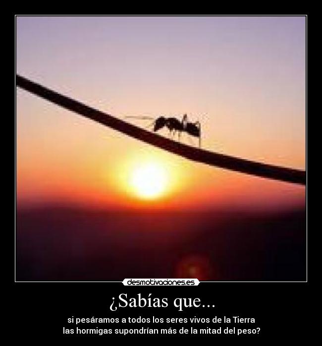 ¿Sabías que... -