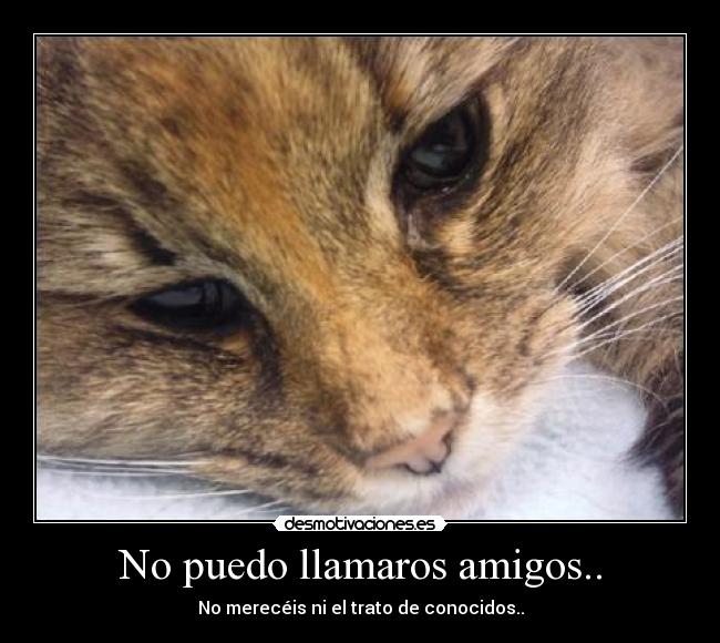 No puedo llamaros amigos.. -