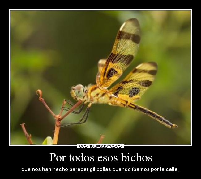 Por todos esos bichos - que nos han hecho parecer gilipollas cuando íbamos por la calle. 