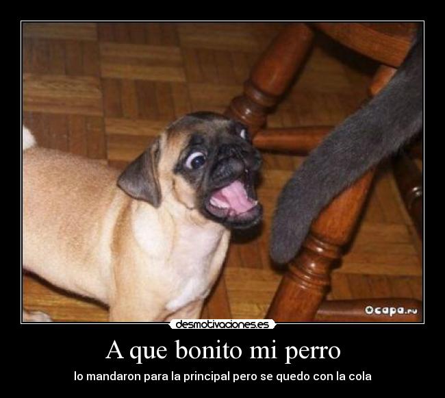 A que bonito mi perro - lo mandaron para la principal pero se quedo con la cola