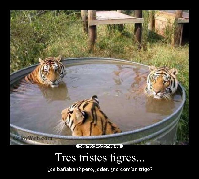Tres tristes tigres... -