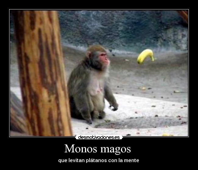 Monos magos  - que levitan plátanos con la mente 