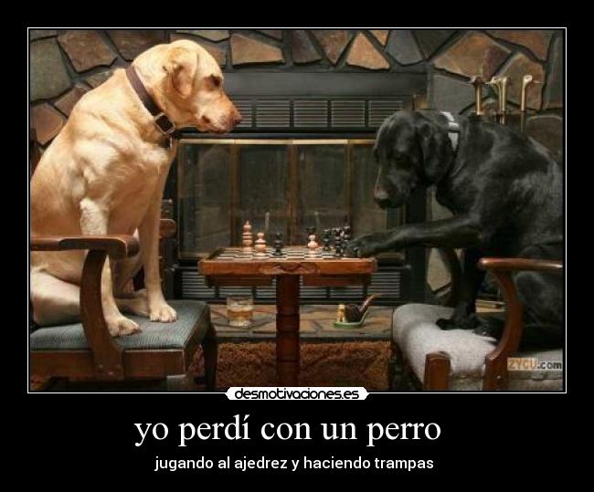 yo perdí con un perro -